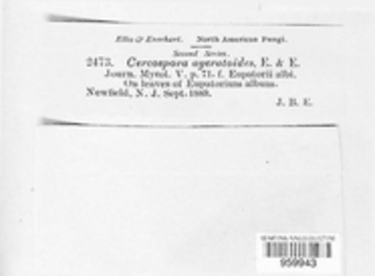 Pseudocercospora ageratoides image